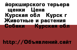 йоркширского терьера щенки › Цена ­ 15 000 - Курская обл., Курск г. Животные и растения » Собаки   . Курская обл.